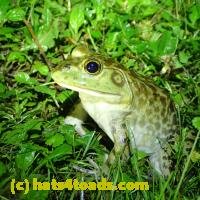 /home//u458753944/public_html/sourcegallery/////////////////////Frogs/More bullfrogs/P6020109.JPG